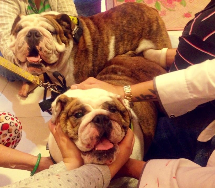 Nhận đặt gạch bầy bulldog Anh sinh ngày 3/6/2014 - 8