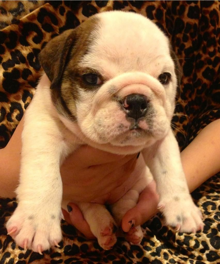 Nhận đặt gạch bầy bulldog Anh sinh ngày 3/6/2014 - 2