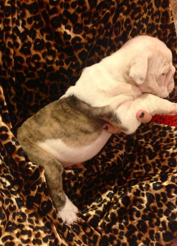 Nhận đặt gạch bầy bulldog Anh sinh ngày 3/6/2014 - 5