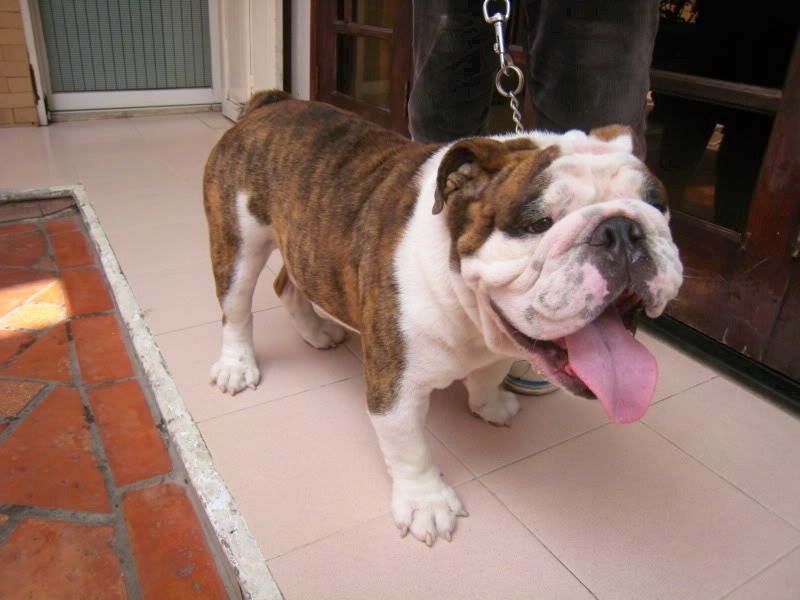 Nhận đặt gạch bầy bulldog Anh sinh ngày 3/6/2014 - 7