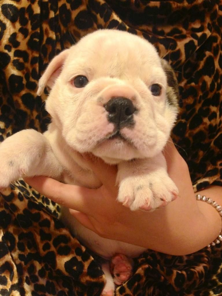 Nhận đặt gạch bầy bulldog Anh sinh ngày 3/6/2014 - 4