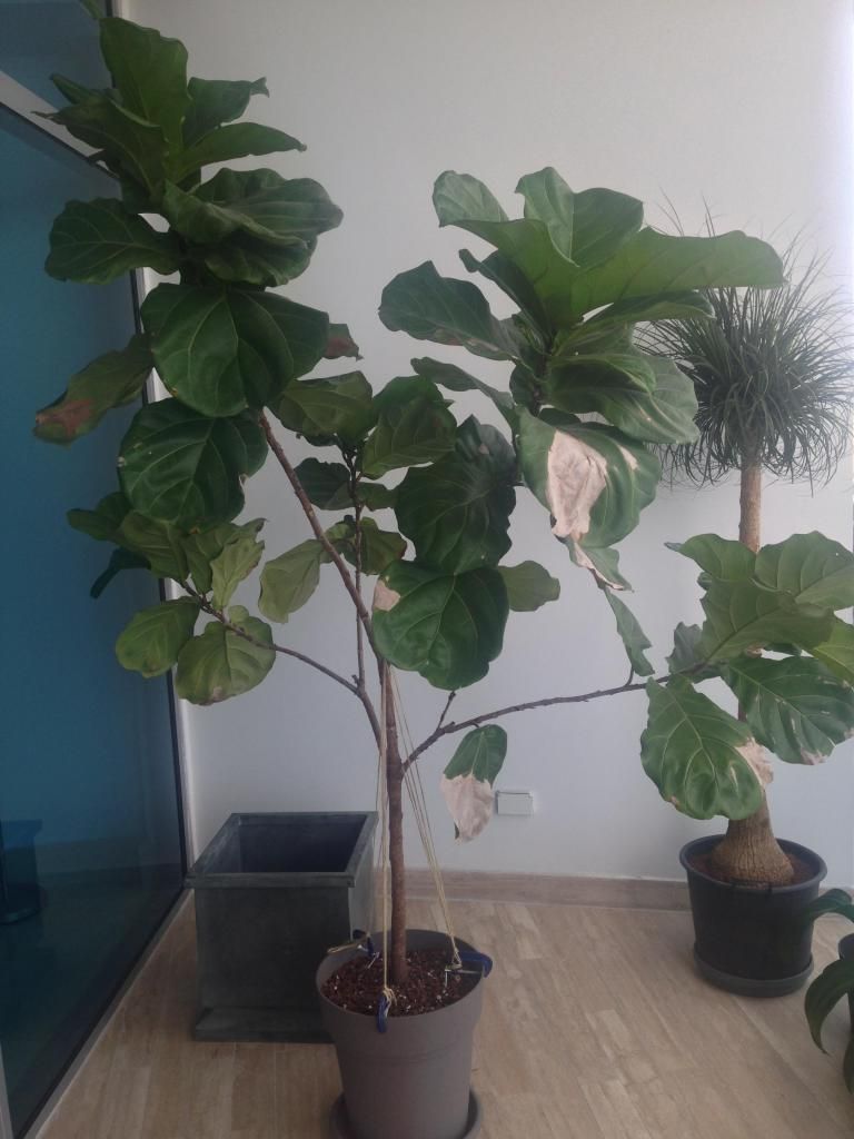 Pruning ficus lyrata to branch?