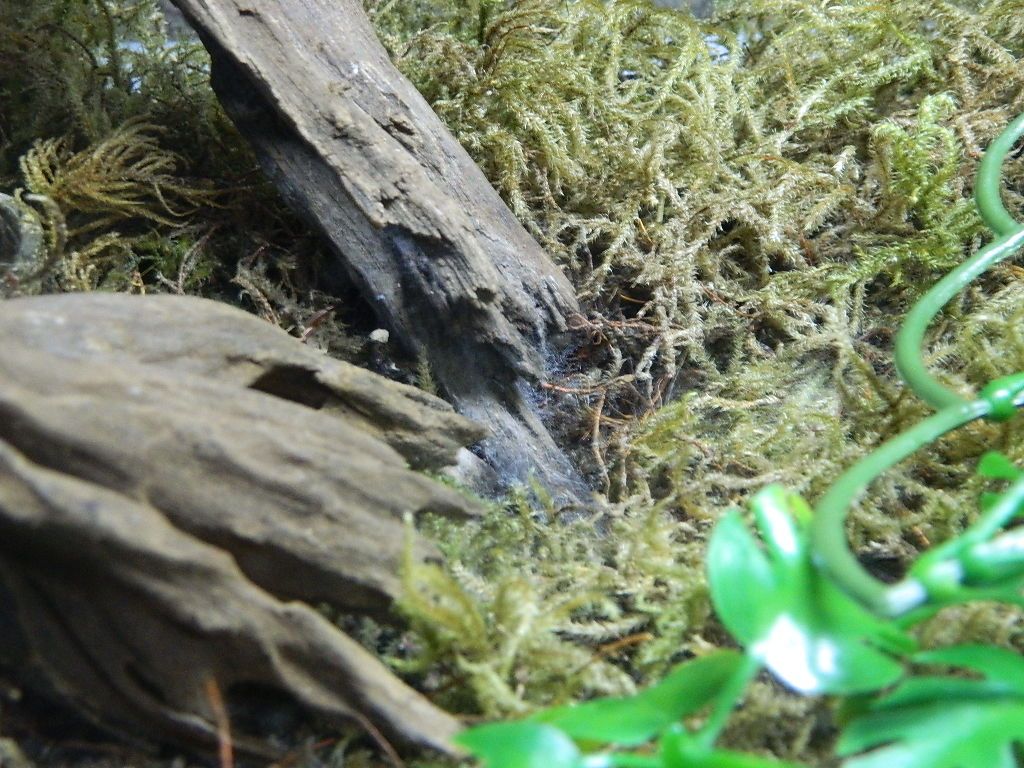 mold problem Reptile Forums