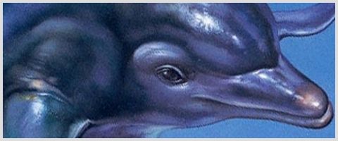 Ecco The Dolphin Ecco The Dolphin