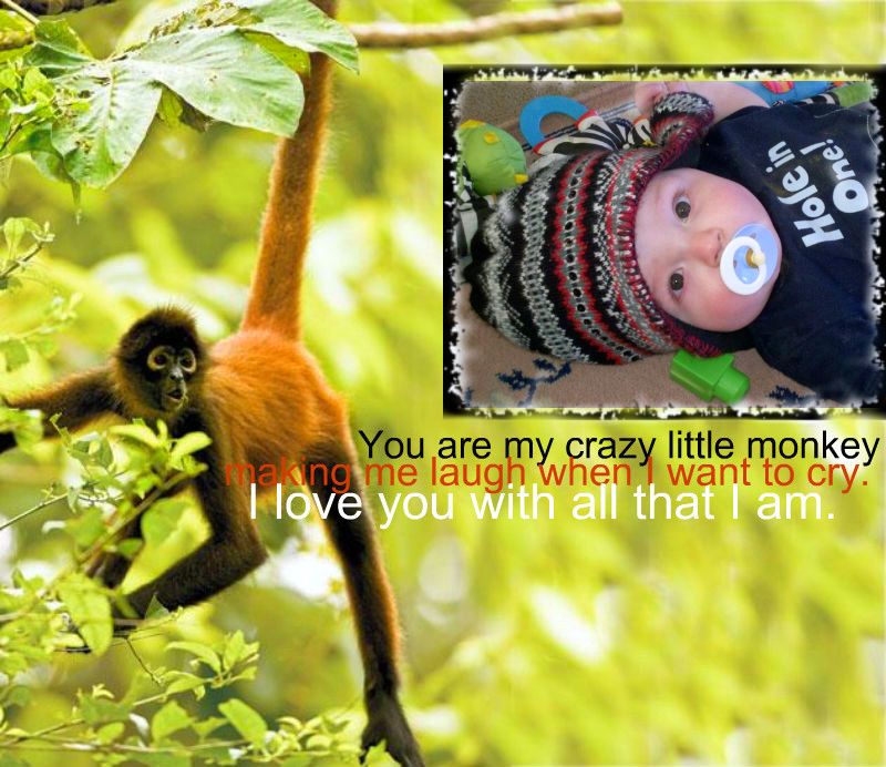 Wild-Things-spider-monkey-1-1.jpg