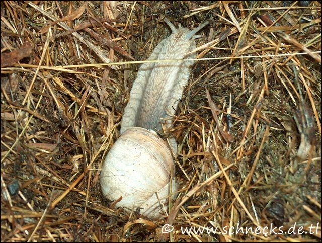 Schnecken Forum Thema Anzeigen Tess Draussen Schnecken