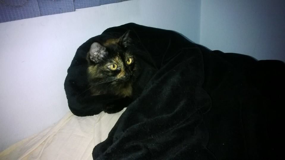 558906_627963770593652_1082874333_n_zps4