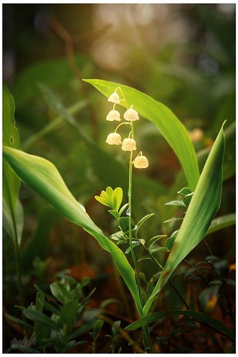 lilly of the valley flower photo: Flower fiori--colori_zps3fc43025.jpg