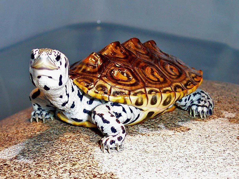 531558 544862438868257 1760858418 n zps42d575d7 - The diamondback terrapin Turtle.