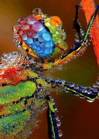 537811 550528421637087 1516297633 n zps1b6a15c8 - Amazing shot of a Dragonfly covered in Dew.