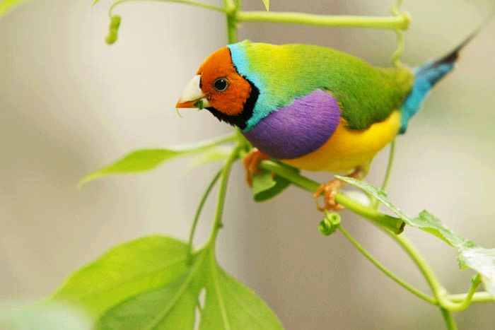 577522 430517947042529 1055260671 n zpsfee4a8c5 - Gouldian Finch.