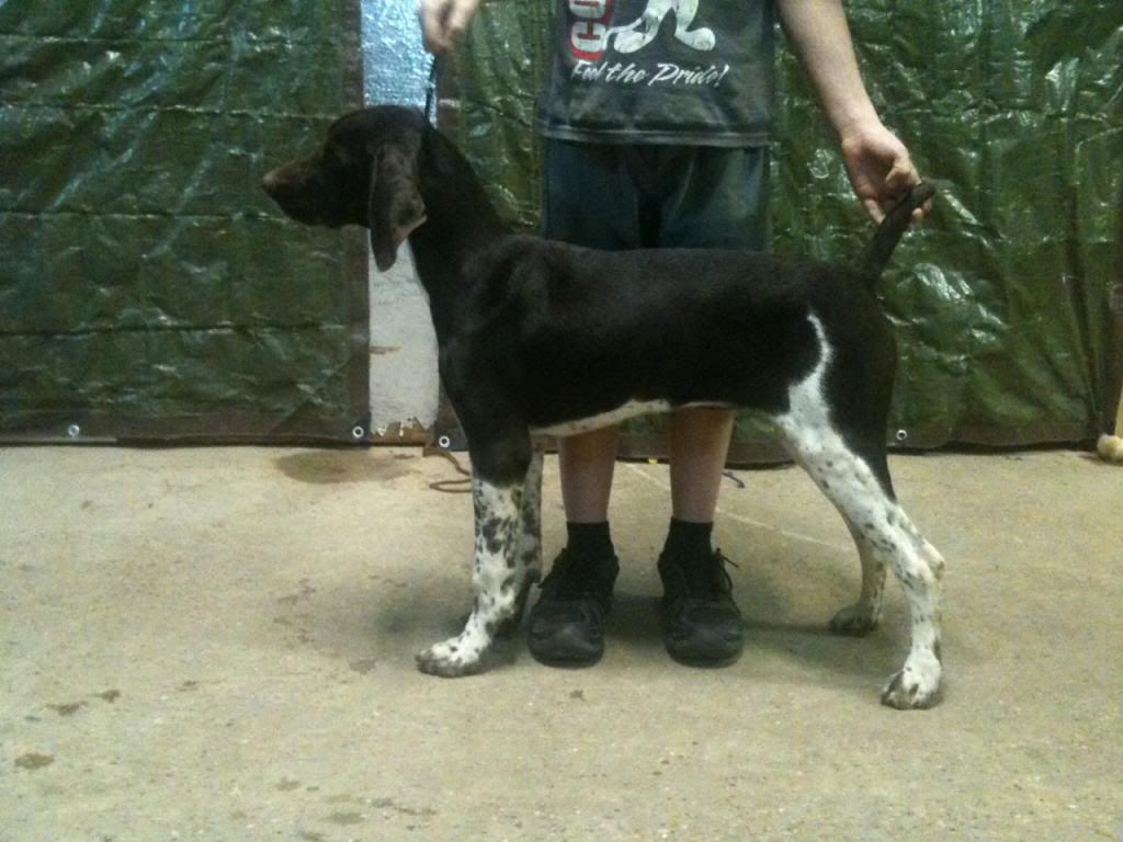 Maybrie practicing as a pup, pic complements to my breeder's camera! photo 0013_zps7e1c004a.jpg