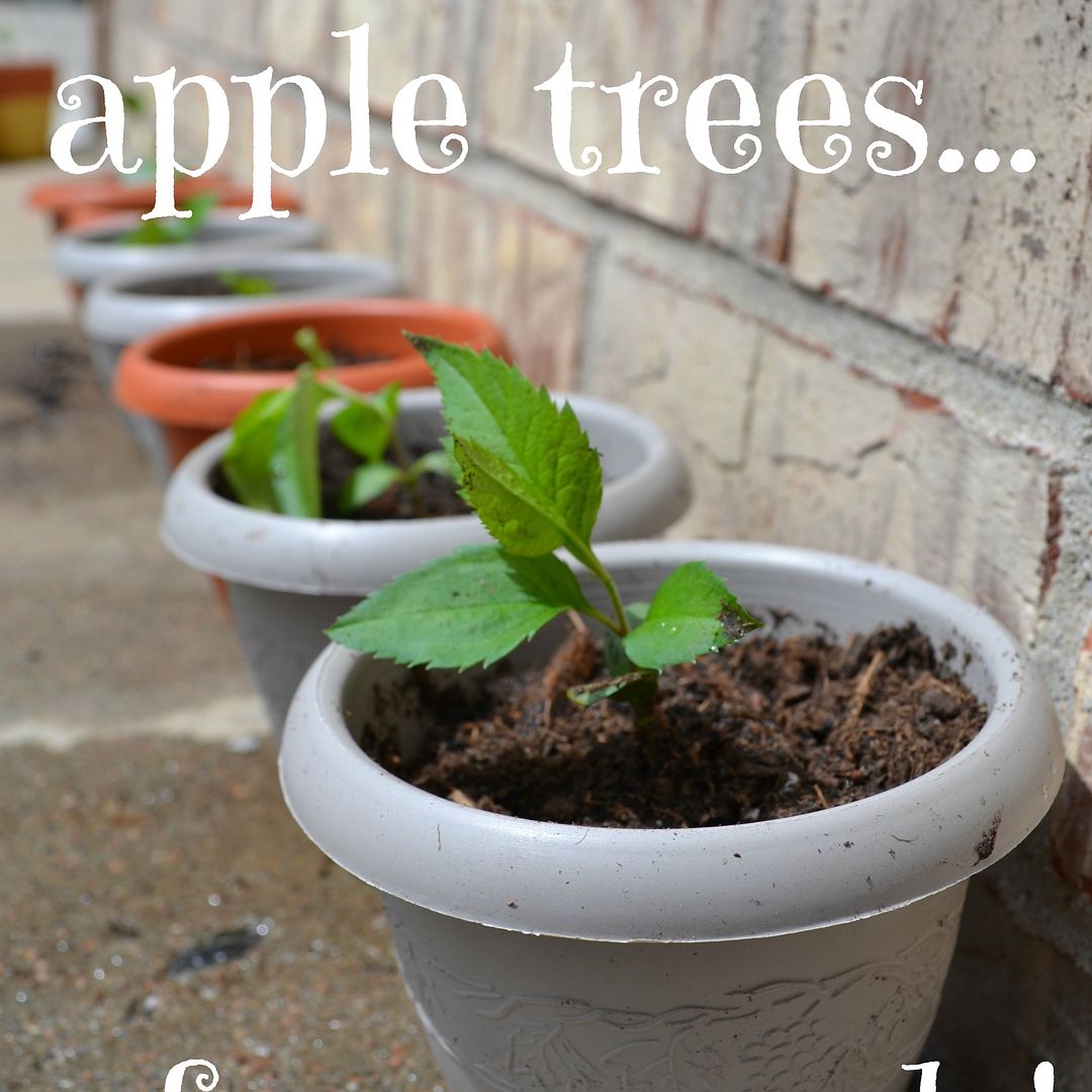 Grow and apple tree from seeds,Over The Apple Tree