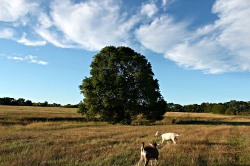 Ending the sick goat saga...(w/pics!) - Goats